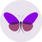 butterfly illustration